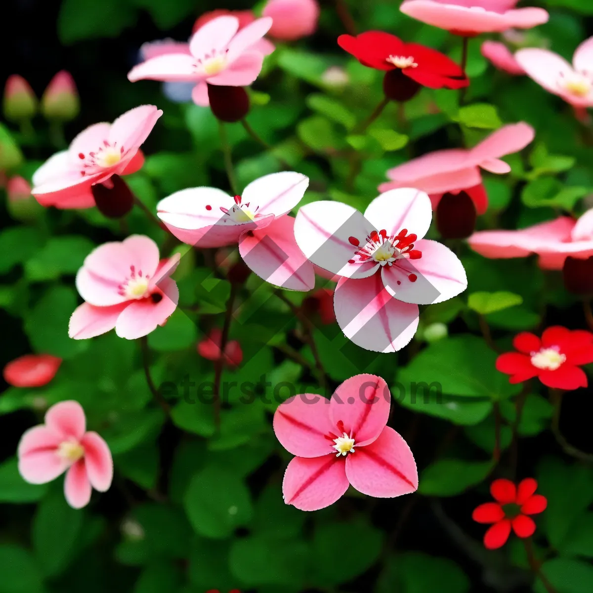 Picture of Spring Periwinkle Blossom among Pink Tulips