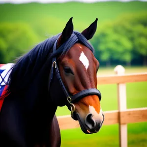 Thoroughbred Stallion Grazing in Rural Meadow