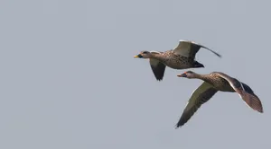 Flight of the Pelican over the Sea