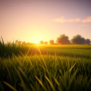 Golden Wheat Field Under Blue Sky