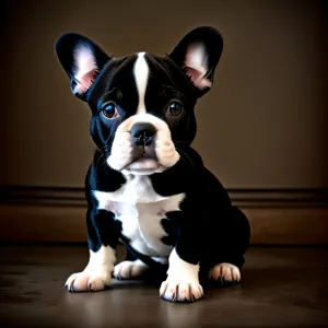 Adorable Terrier Bulldog Puppy Sitting in Studio Portrait