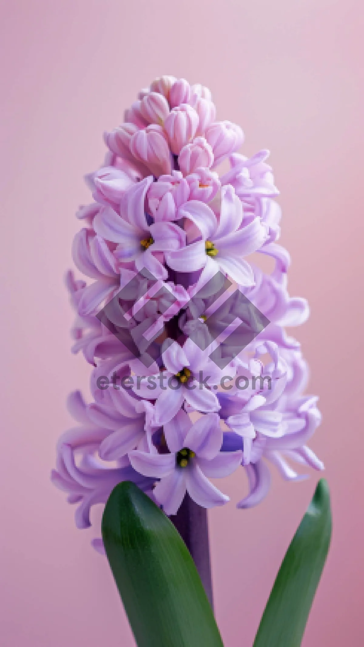 Picture of Pink Hyacinth Flower Bloom Bouquet Gift - Spring Flora