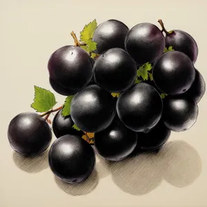 Sweet and Juicy Blackberry Wine Grapes