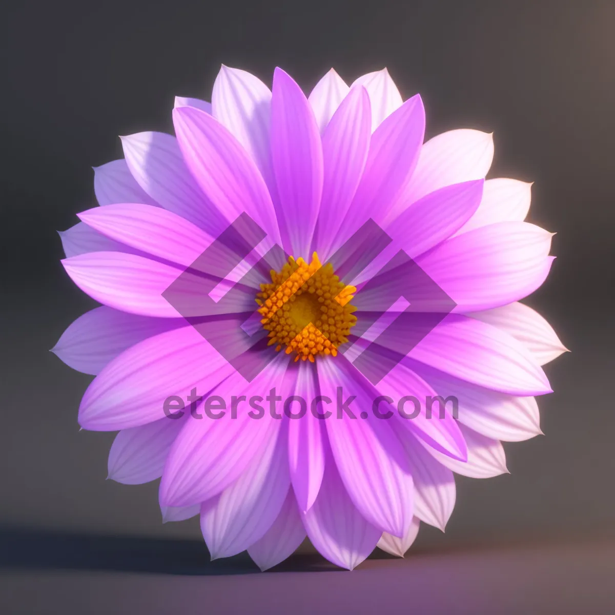 Picture of Daisy Bloom: Vibrant Floral Beauty in Full Bloom
