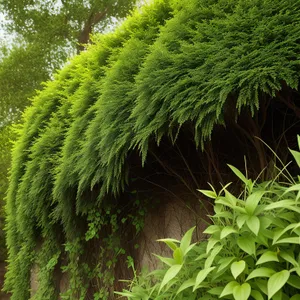 Serene Lush Pine Forest Landscape