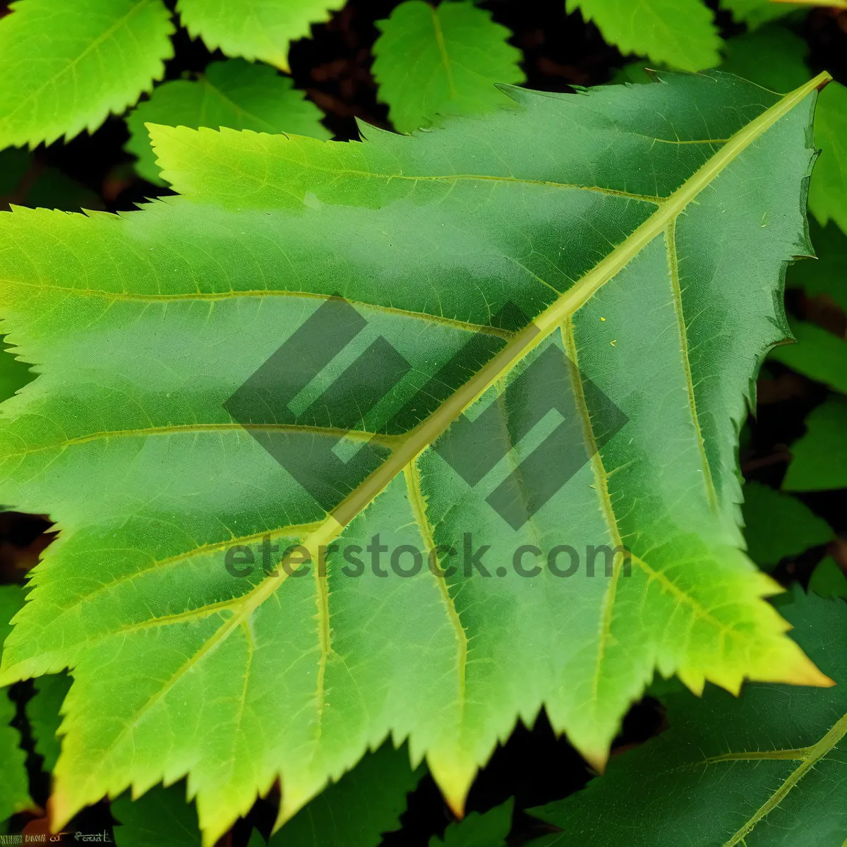 Picture of Vibrant Maple Leaves in Summer Forest