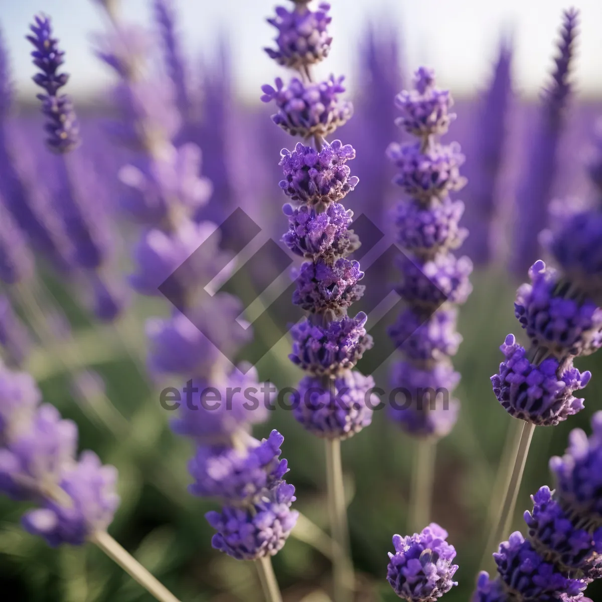 Picture of Lavender Field in Blossom: Fragrant Rural Aromatherapy