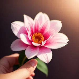 Pastel Petal Paradise: Blooming Lotus Blossom in Pink