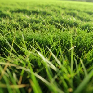 Vibrant Green Grass in a Summer Meadow