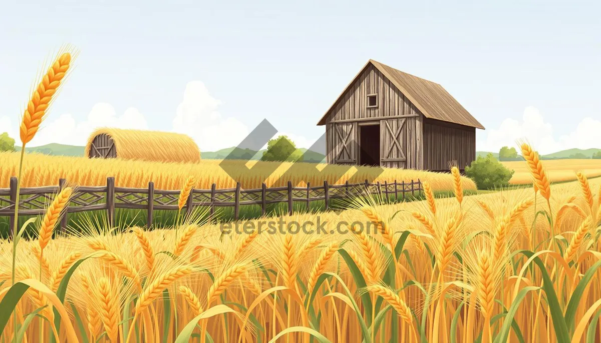 Picture of Yellow Field Under Sunny Sky Crop Harvest Time