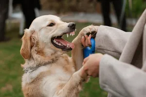 Happy Golden Retriever Puppy with Fluffy Fur