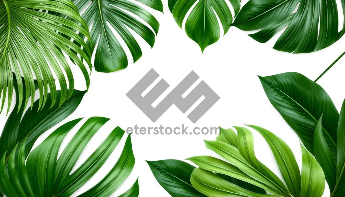 Picture of Modern floral pattern with stylish curved shapes and leaves.