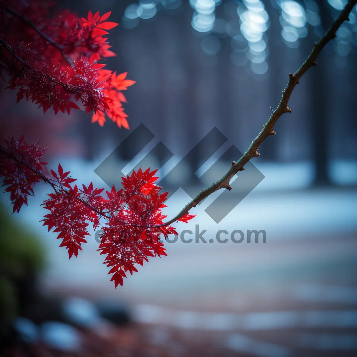 Picture of Vibrant Autumn Foliage in Park