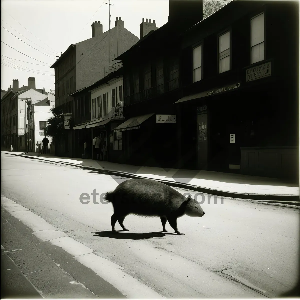 Picture of Farm Bull and Old World Buffalo in Water