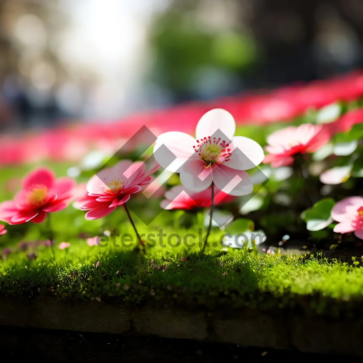 Picture of Blooming Pink Geranium Flower in Garden