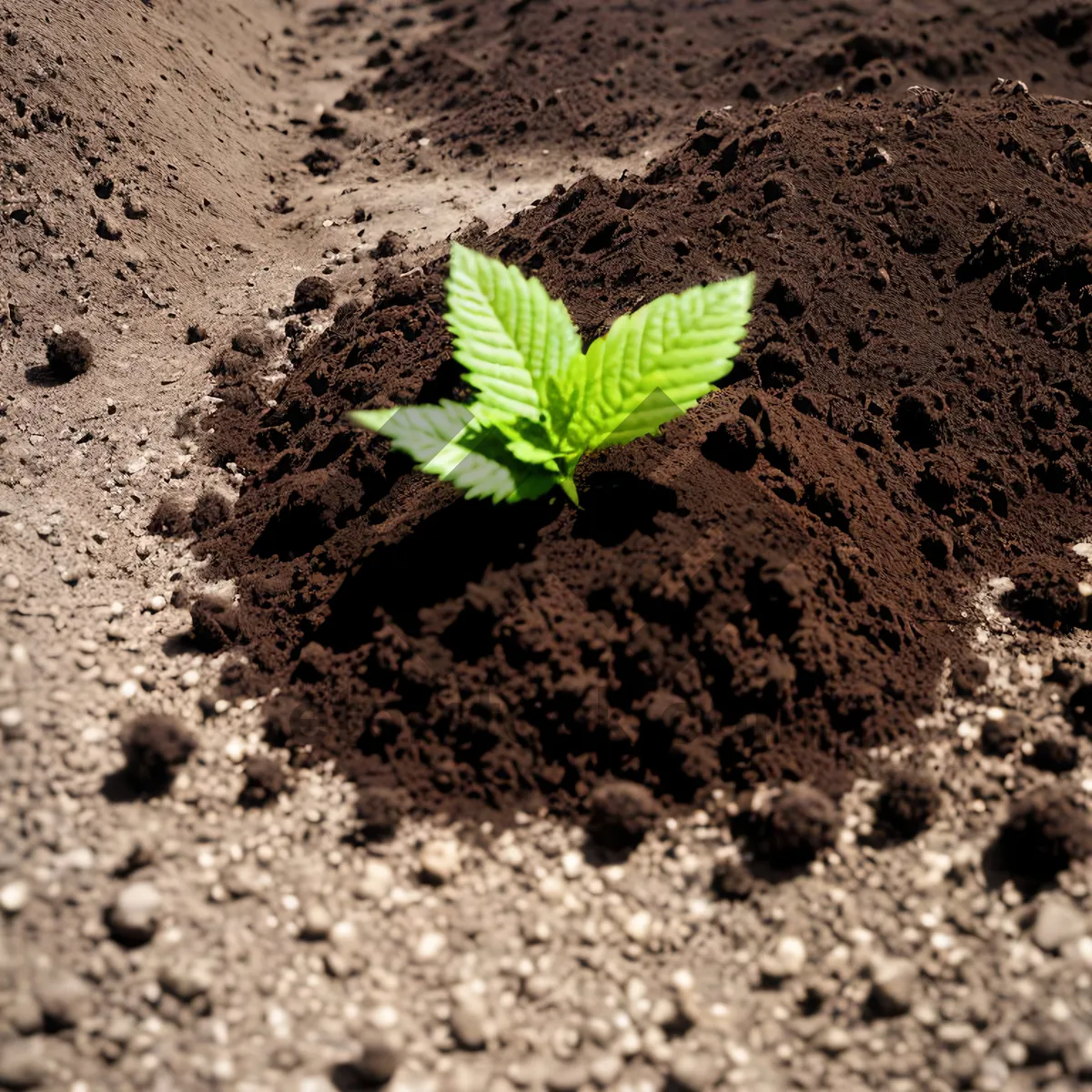 Picture of Beach Seedling: Promising Amaranth Sapling amidst Sandy Coastal Landscape