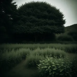 Serene Willow by Riverside under Lush Green Canopy