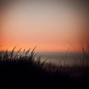 Sunset Over Rural Meadow with Wheat Fields