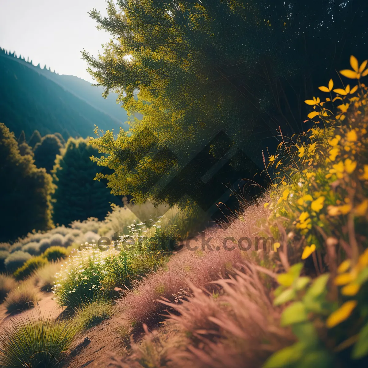 Picture of Golden Sunflower in Autumn Forest