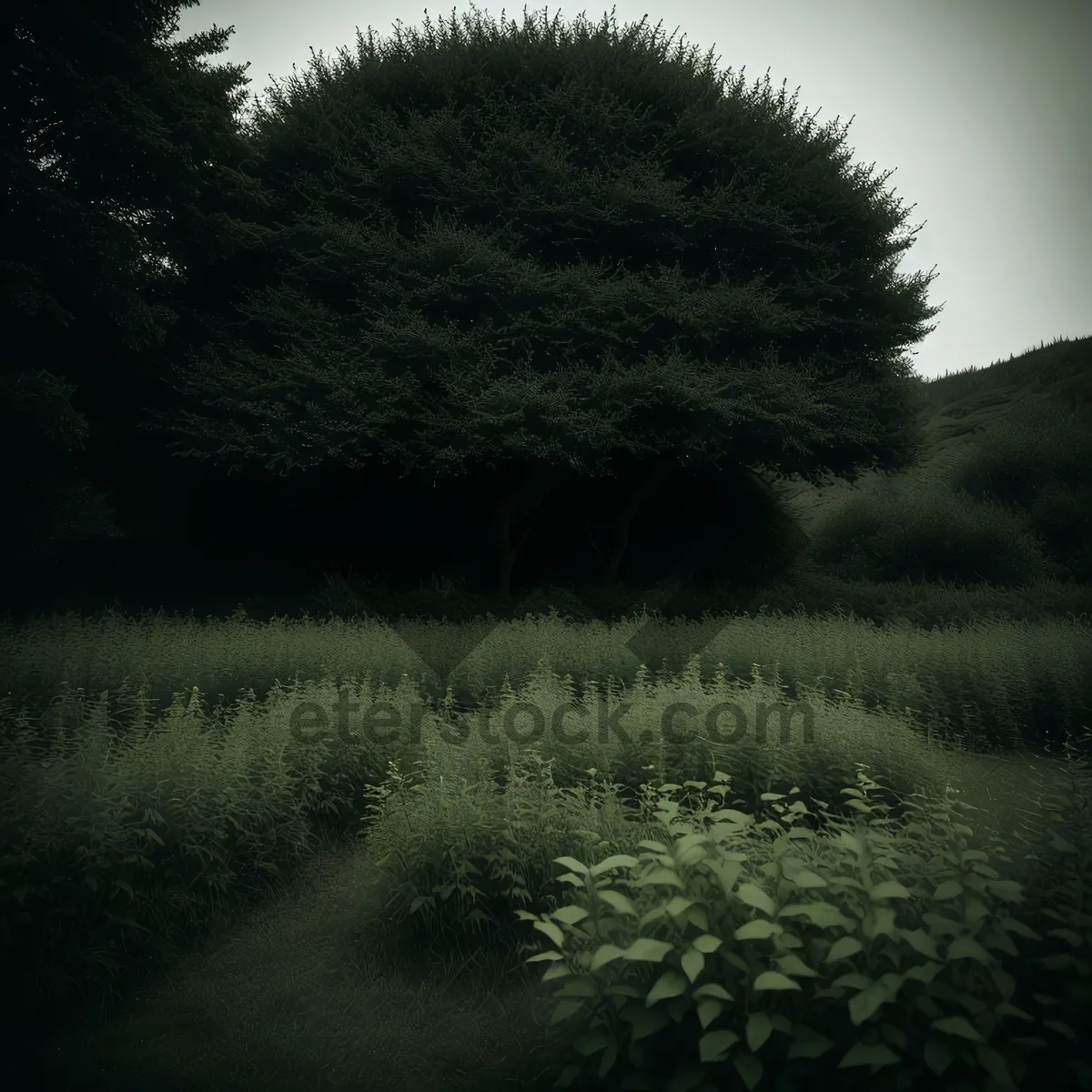 Picture of Serene Willow by Riverside under Lush Green Canopy