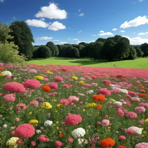 Colorful Spring Blossoms in a Vibrant Garden Setting.