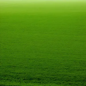 Vibrant Summer Meadow with Lush Greenery