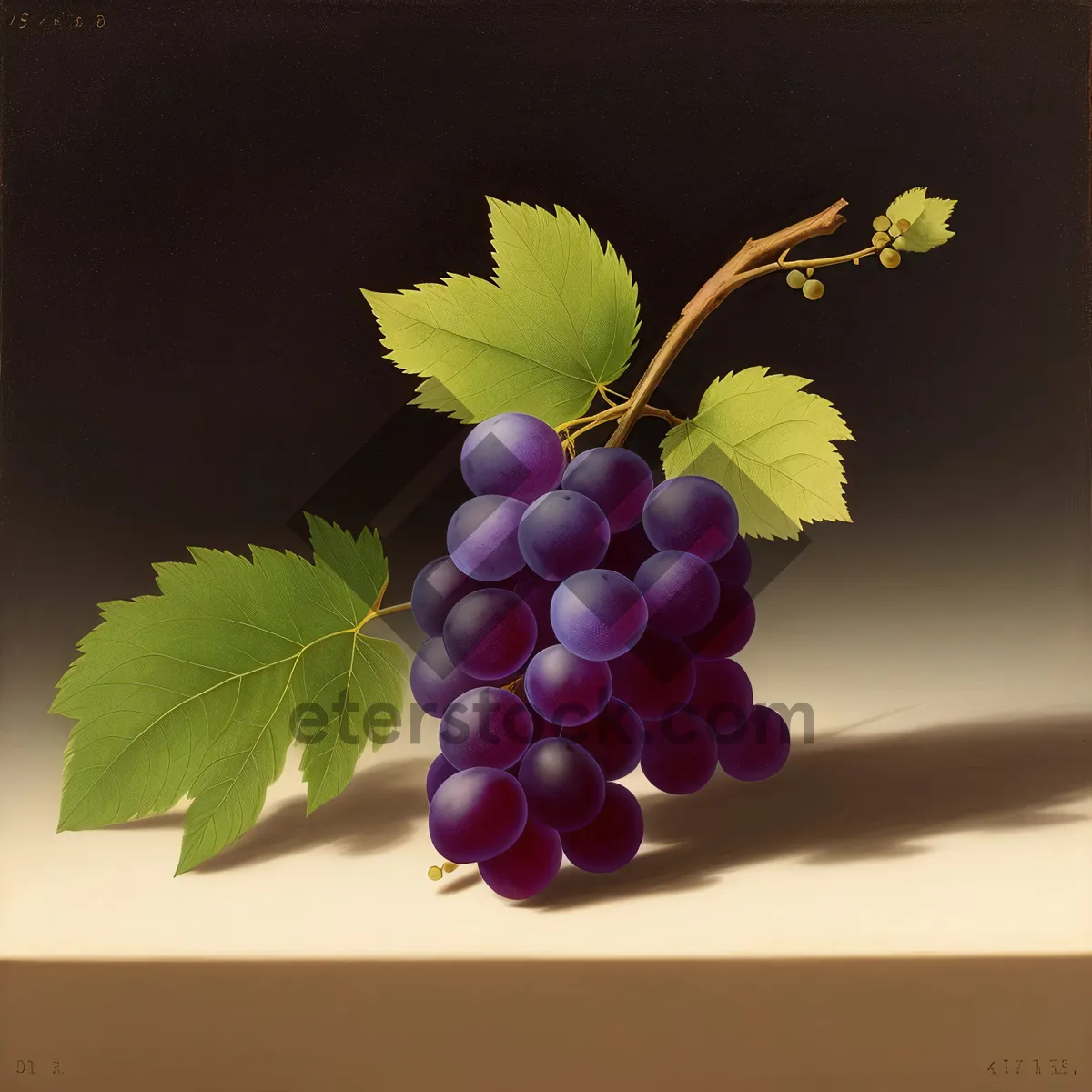 Picture of Juicy Purple Grapes on Vine in Vineyard