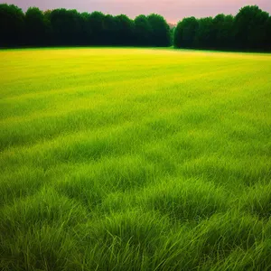 Golden Wheat Field Under Clear Blue Sky