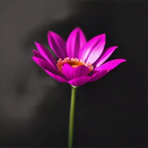 Vibrant Pink Lotus Blossom in Garden Pond