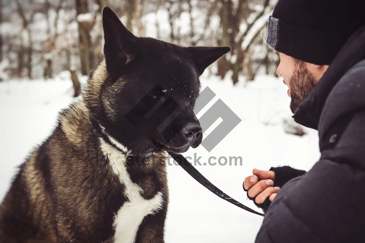 Picture of Black German Shepherd Terrier Dog on Leash