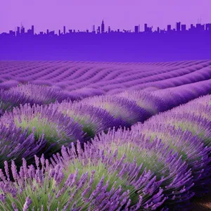 Vibrant Lavender Wildflowers in Countryside Landscape