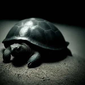 Slow-moving reptile, the magnificent terrapin