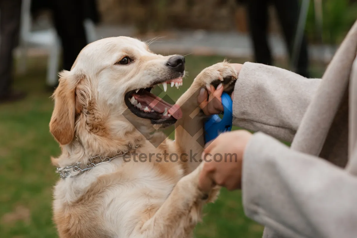 Picture of Happy Golden Retriever Puppy with Fluffy Fur