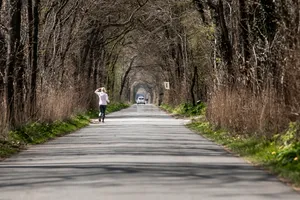 Scenic park landscape with trees and winding road