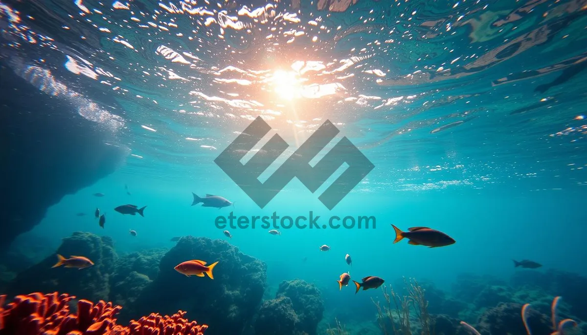 Picture of Sunlit Fish Swimming in Underwater Coral Reef