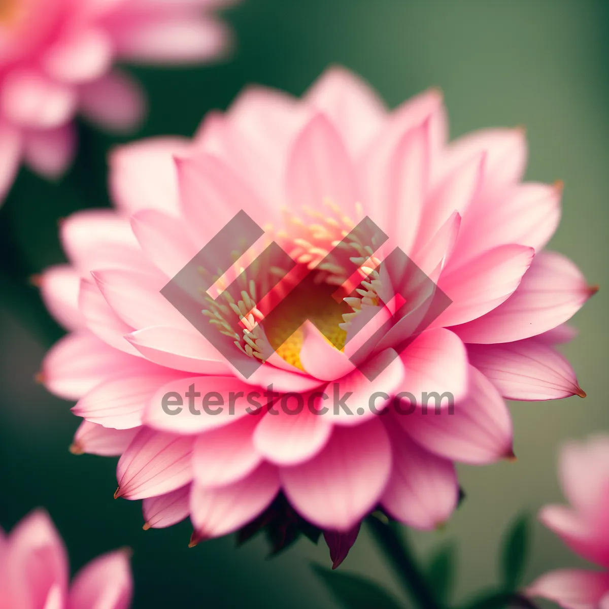 Picture of Blossoming Pink Lotus Petals in Summer Garden