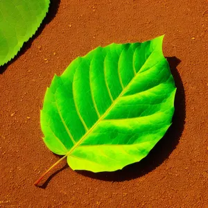 Fresh Green Herb Leaf in Natural Garden