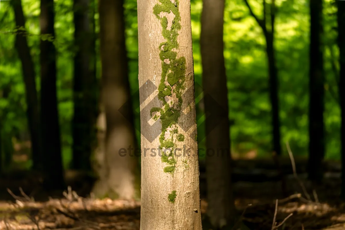 Picture of Autumn Birch Trees in Woodland Park