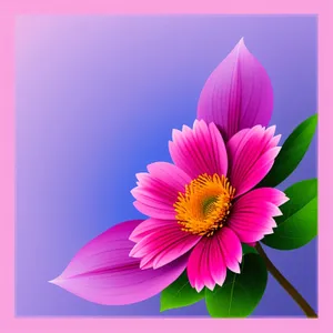 Bright Pink Daisy Bloom in Summer Garden