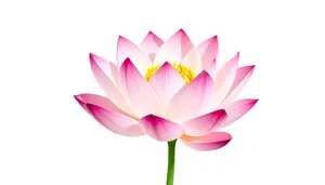Colorful lotus flower icon design element in pink.