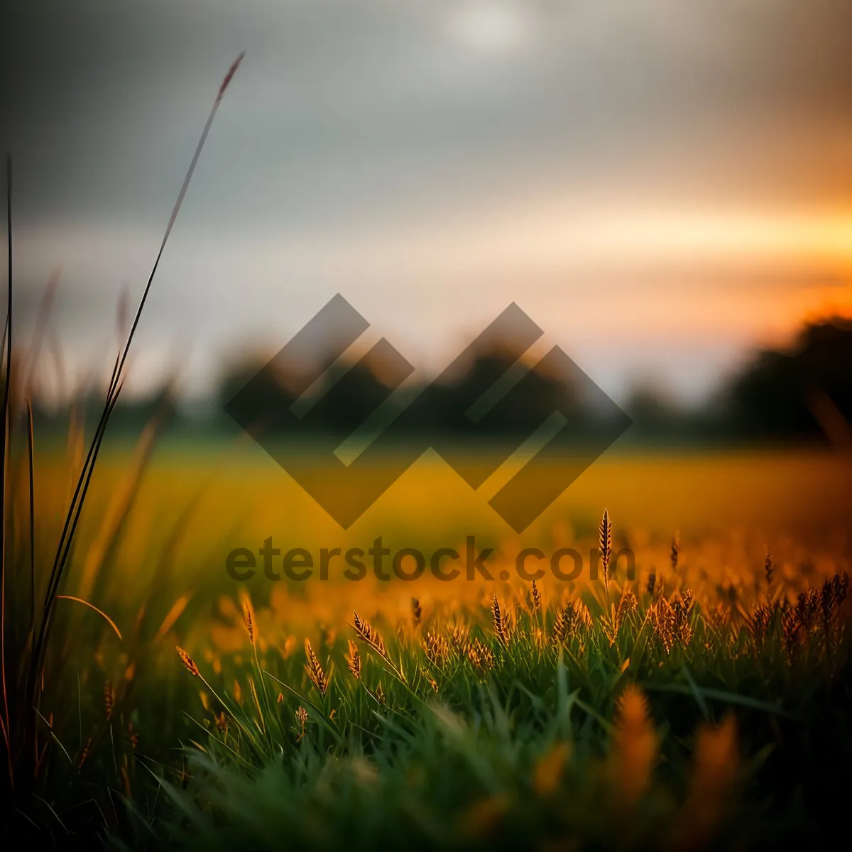 Picture of Golden Fields at Sunset: Serene Skies & Lush Land