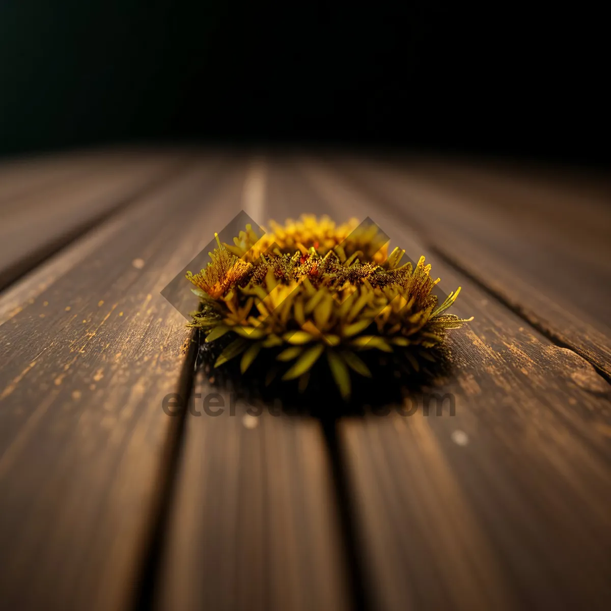 Picture of Bright Summer Sunflower Bloom in Garden