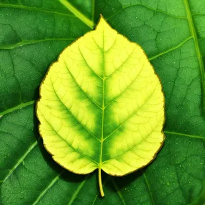 Bright Autumn Tree Leaf Closeup with Organic Texture