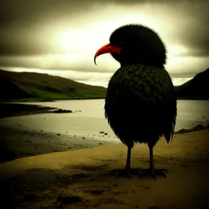 Silhouetted Wading Bird at Sunset on Beach