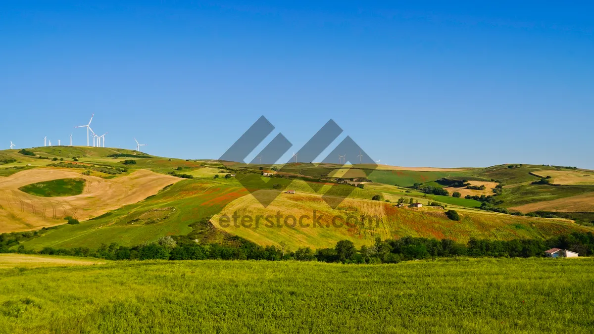 Picture of Summer landscape with cereal fields and sunny sky