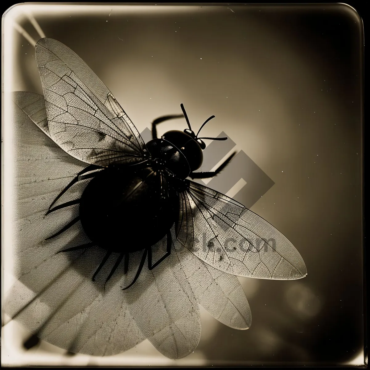 Picture of Vibrant Spring Garden Butterfly in Flight