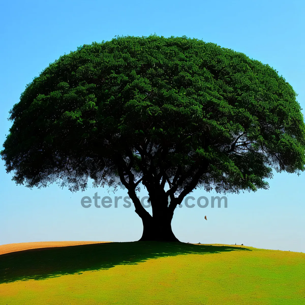 Picture of Serene Oak Tree Overlooking Vast Summer Meadow