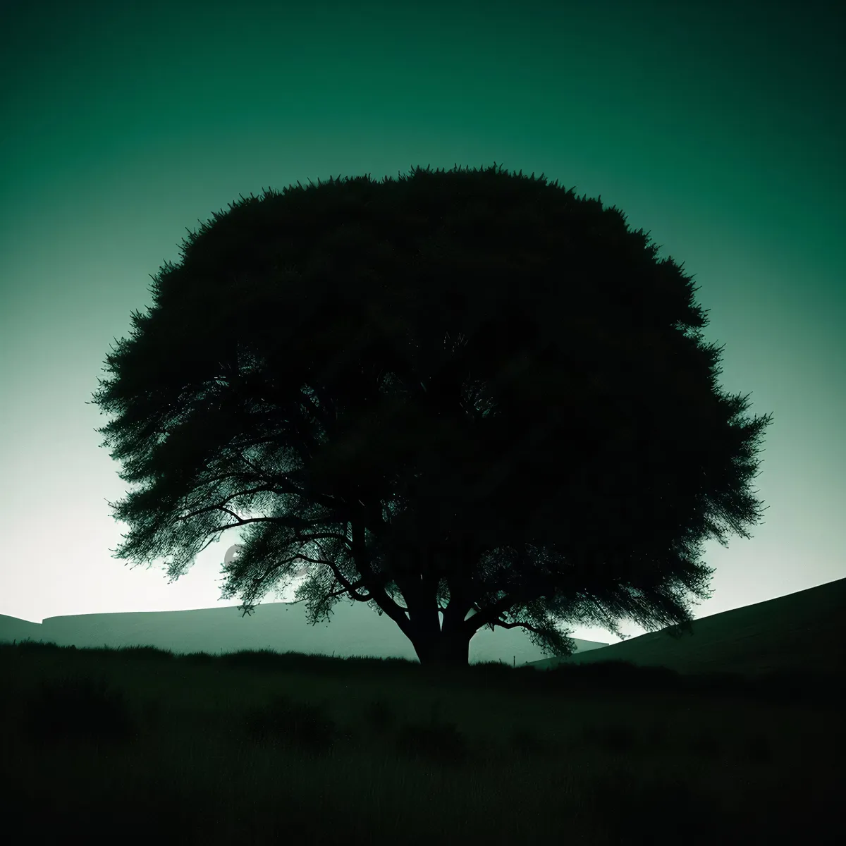 Picture of Sunset Silhouette over Pine Landscape