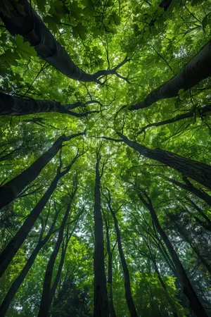 Tropical forest with lush green foliage in sunlight.