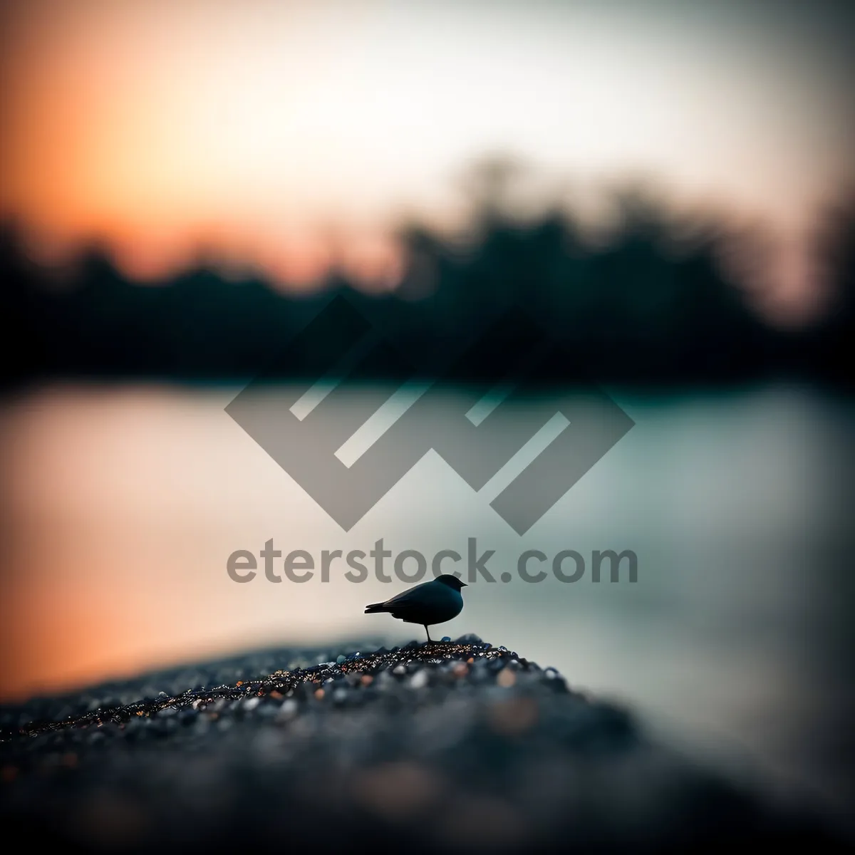 Picture of Wild Starling Soaring in Black Sky